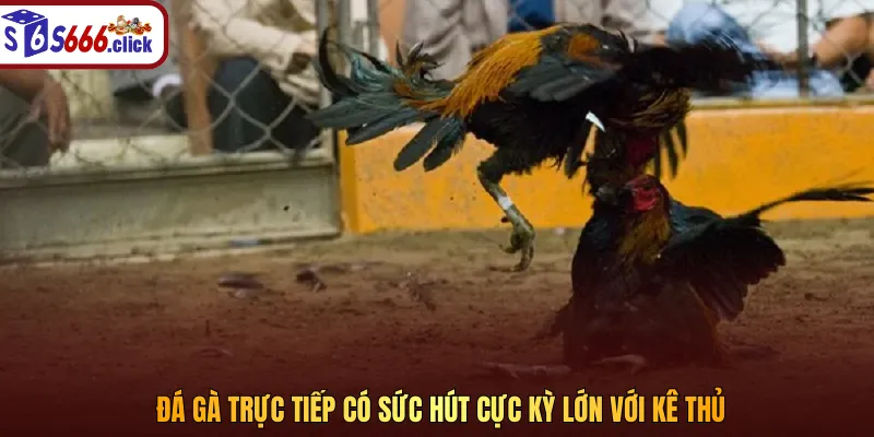 Giao dịch cược chọi gà luôn luôn an toàn và minh bạch nhất