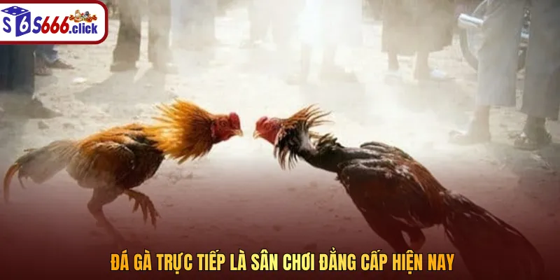 Đá gà trực tiếp thu hút một lượng lớn người chơi theo dõi, cá cược