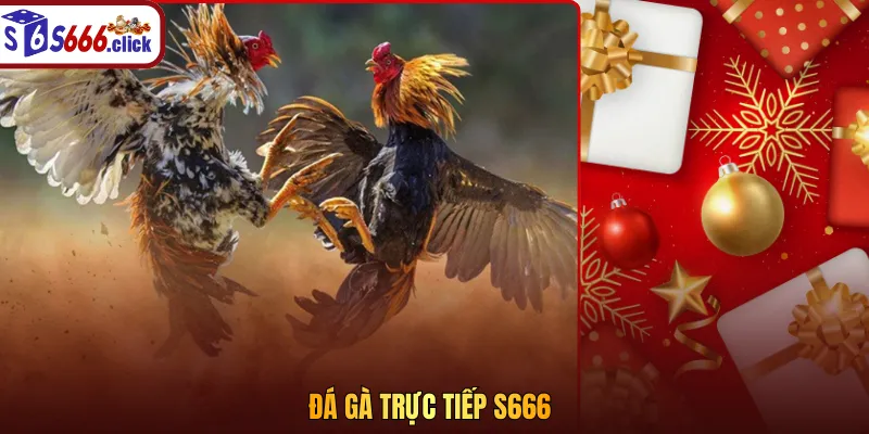 Đá gà trực tiếp S666