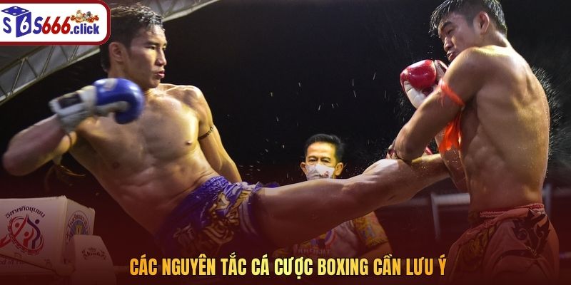 Các nguyên tắc cá cược boxing cần lưu ý